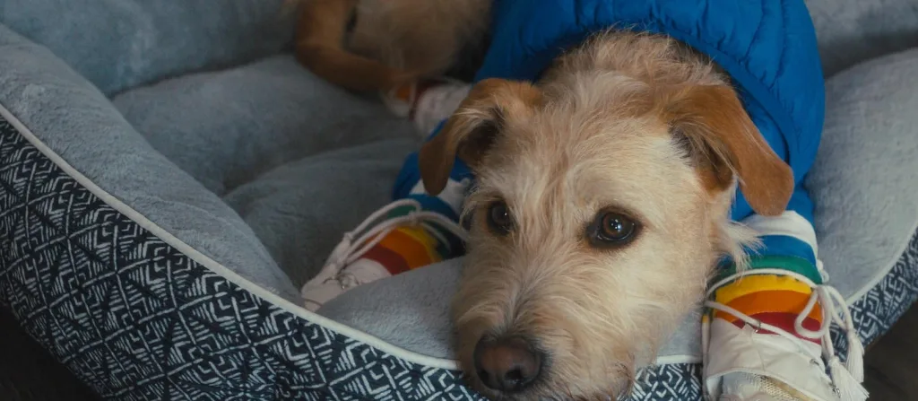 MERV (2025): нова різдвяна романтична комедія Prime Video, яку захочуть подивитись усі — дата виходу, сюжет і що очікувати